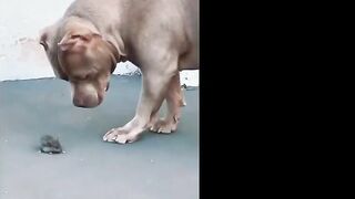 Pitbulls Being Wholesome EP.59 | Funny and Cute Pitbull Compilation