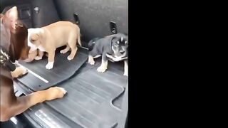 Pitbulls Being Wholesome EP.59 | Funny and Cute Pitbull Compilation