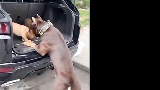 Pitbulls Being Wholesome EP.59 | Funny and Cute Pitbull Compilation