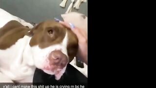 Pitbulls Being Wholesome EP.59 | Funny and Cute Pitbull Compilation