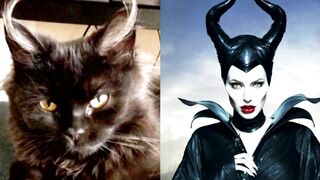 10 Cats Who Look Exactly Like Their Celebrity Doppelgangers