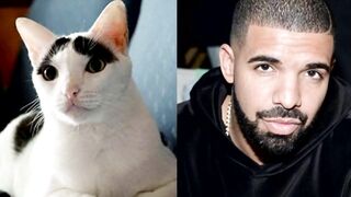 10 Cats Who Look Exactly Like Their Celebrity Doppelgangers