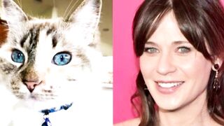 10 Cats Who Look Exactly Like Their Celebrity Doppelgangers