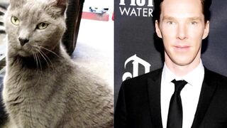 10 Cats Who Look Exactly Like Their Celebrity Doppelgangers