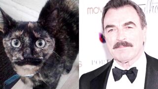 10 Cats Who Look Exactly Like Their Celebrity Doppelgangers