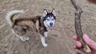 Husky Runs to The Beach Kissing a Lady on the Way!