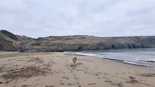 Husky Runs to The Beach Kissing a Lady on the Way!