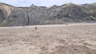 Husky Runs to The Beach Kissing a Lady on the Way!