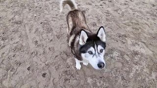 Husky Runs to The Beach Kissing a Lady on the Way!