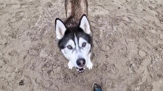 Husky Runs to The Beach Kissing a Lady on the Way!