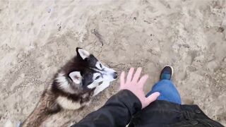 Husky Runs to The Beach Kissing a Lady on the Way!