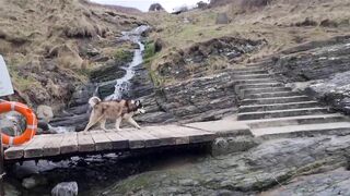 Husky Runs to The Beach Kissing a Lady on the Way!