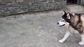 Husky Runs to The Beach Kissing a Lady on the Way!