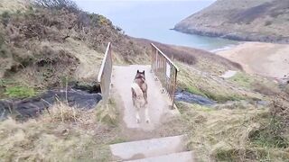 Husky Runs to The Beach Kissing a Lady on the Way!