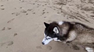 Husky Runs to The Beach Kissing a Lady on the Way!