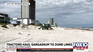 Orange Beach moving sargassum to help restore dunes