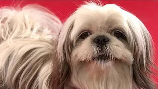 Celebrity canines get teeth into awards at film festival