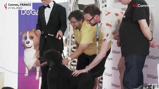 Celebrity canines get teeth into awards at film festival