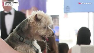 Celebrity canines get teeth into awards at film festival