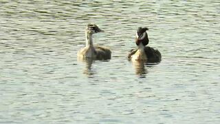 Great Crested Grebe chick swimming with its parent, stretching its legs