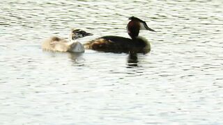 Great Crested Grebe chick swimming with its parent, stretching its legs