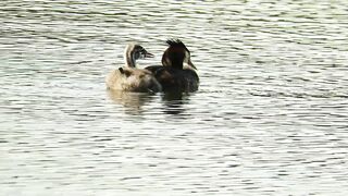 Great Crested Grebe chick swimming with its parent, stretching its legs