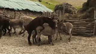 #6 Super funny video animals/Donkey and Donkeys meeting groom each other May 29. 2022