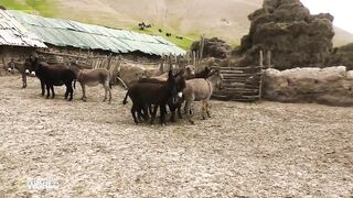 #6 Super funny video animals/Donkey and Donkeys meeting groom each other May 29. 2022