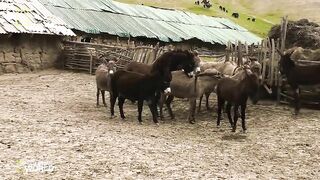 #6 Super funny video animals/Donkey and Donkeys meeting groom each other May 29. 2022