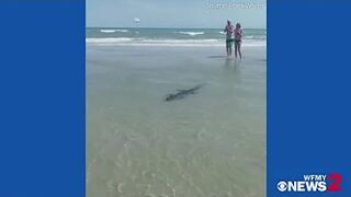 Alligator on North Myrtle Beach