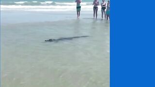 Alligator on North Myrtle Beach