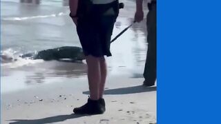 Alligator on North Myrtle Beach