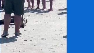 Alligator on North Myrtle Beach