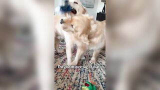 Cute And Funny Things My Dogs Do The Same