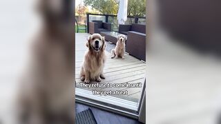 Cute And Funny Things My Dogs Do The Same
