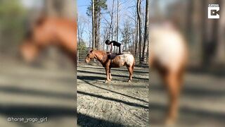 Horse Yoga