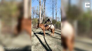 Horse Yoga