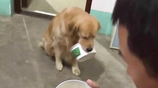 Golden retriever and owner play mahjong together????Funny dog ​​practicing yoga????