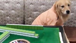 Golden retriever and owner play mahjong together????Funny dog ​​practicing yoga????