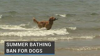 Summer beach ban for dogs and horses in some counties