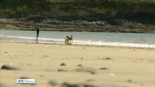 Summer beach ban for dogs and horses in some counties