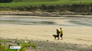 Summer beach ban for dogs and horses in some counties