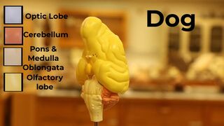 Comparative Brain Model Anatomy - SOMSO models