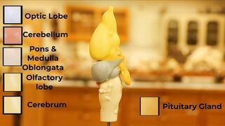 Comparative Brain Model Anatomy - SOMSO models