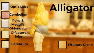 Comparative Brain Model Anatomy - SOMSO models