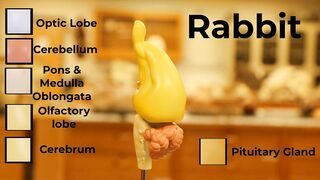 Comparative Brain Model Anatomy - SOMSO models