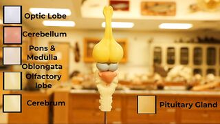 Comparative Brain Model Anatomy - SOMSO models