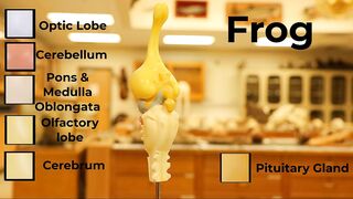 Comparative Brain Model Anatomy - SOMSO models