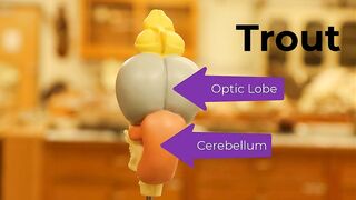 Comparative Brain Model Anatomy - SOMSO models