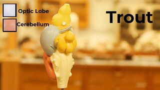 Comparative Brain Model Anatomy - SOMSO models